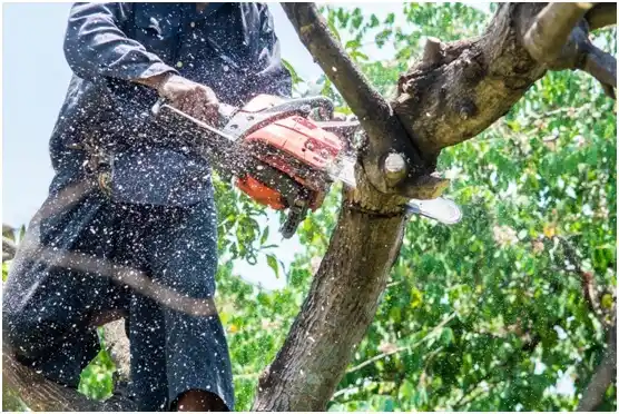 tree services Warrenton